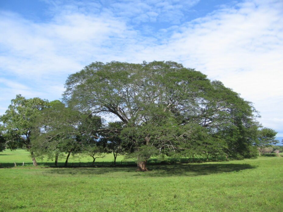 Guanacaste (Enterolobium cyclocarpum): El majestuoso árbol de la botánica.