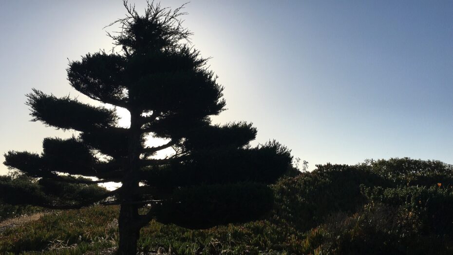 Árbol japonés rosa: descubre el nombre de esta hermosa especie botánica