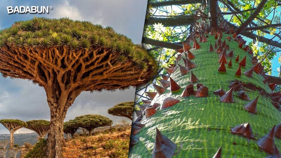 Árboles exóticos: Descubre la fascinante diversidad de especies botánicas