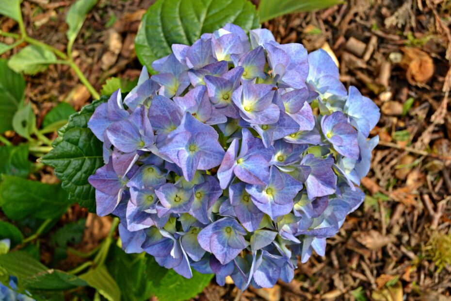Árboles de flores azules o lilas: descubre la belleza de estas especies botánicas