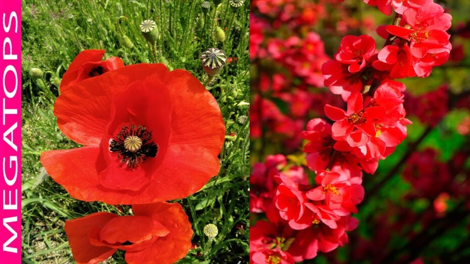 Árboles con flores rojas: Descubre la belleza y variedad de estas especies botánicas