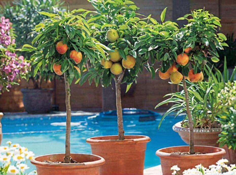Árboles frutales exóticos que puedes plantar en tu jardín