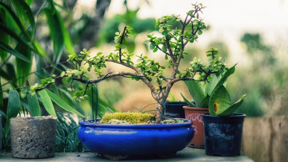 Terraza verde: Árboles en maceta para embellecer tu espacio
