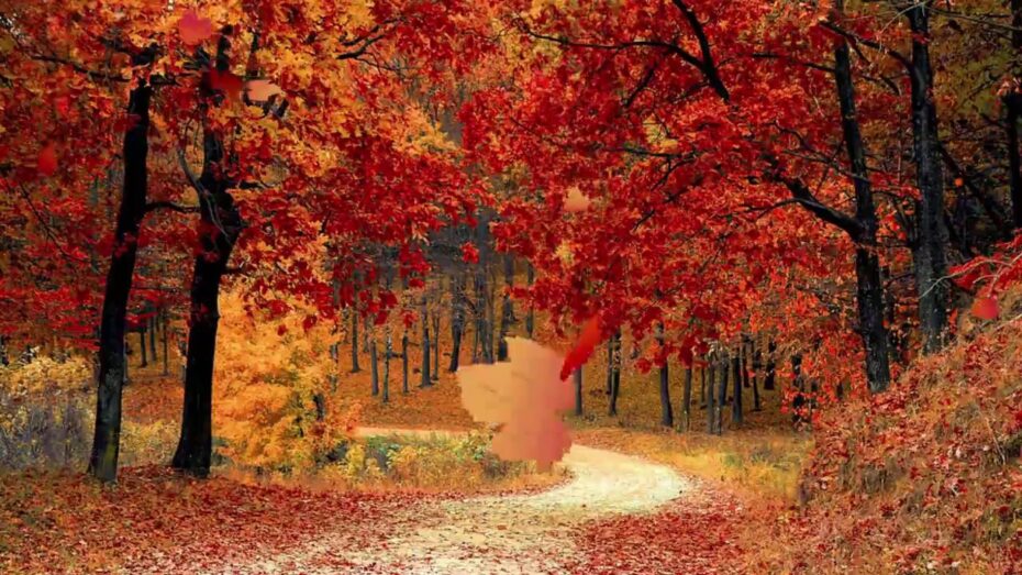 Los árboles más bonitos de otoño: descubre su esplendor botánico