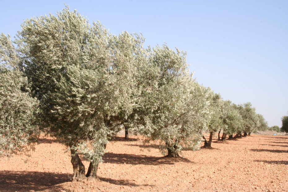 Árboles de secano: Descubre las especies más resistentes y beneficiosas para tu jardín