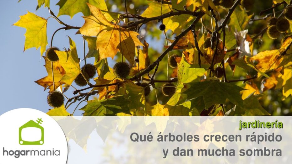 Árboles de sombra limpios y sin suciedad: una guía completa