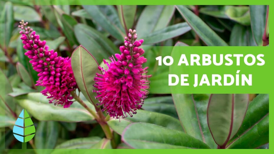 Jardín pequeño: Descubre los mejores arbustos para embellecerlo