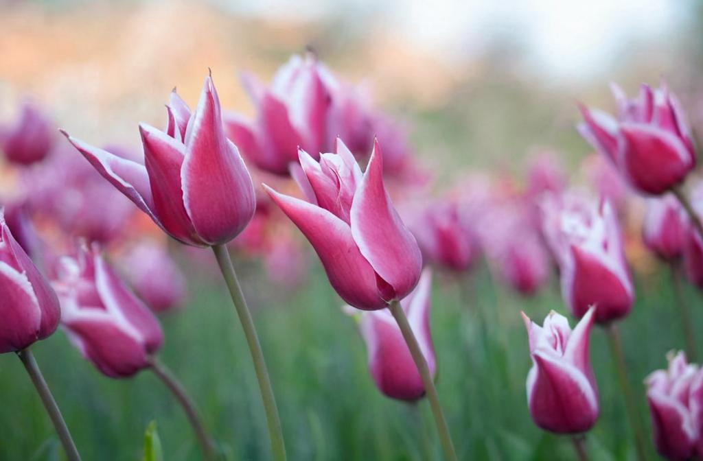 Así es el tulipán China Pink, la flor que quiere ser lirio
