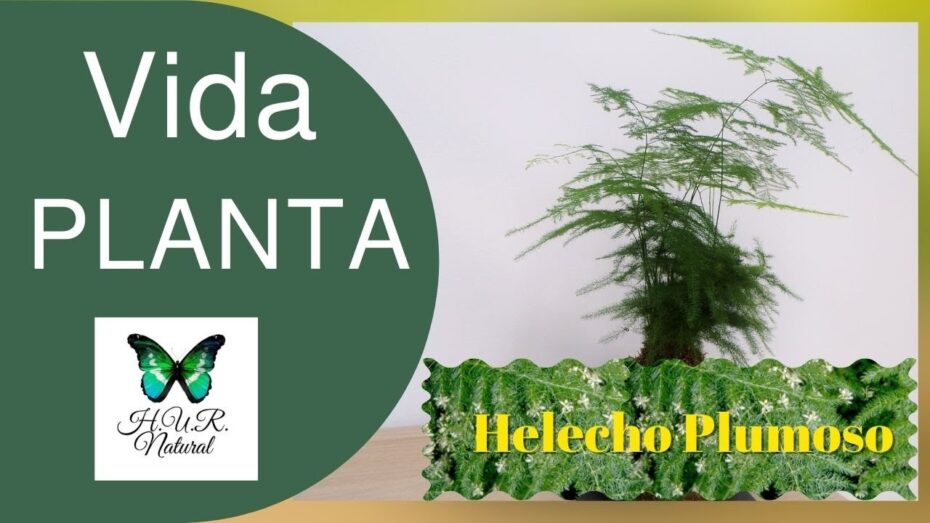 Asparagus plumosus: la planta perfecta para el interior del hogar