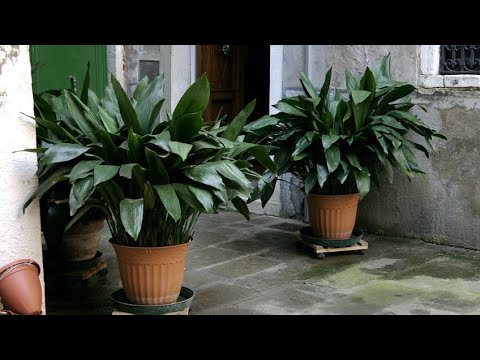 Cuidados de la Aspidistra: todo lo que necesitas saber