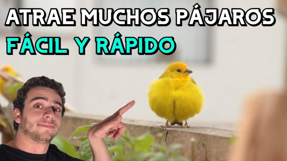 Atraer pájaros al jardín: Descubre cómo atraer estas hermosas aves con eficacia