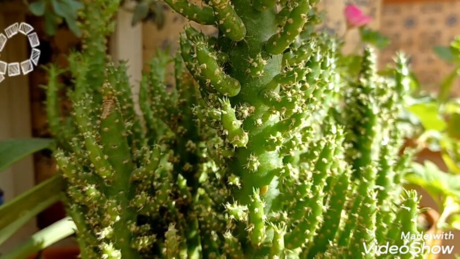 Cuidados de Austrocylindropuntia subulata: todo lo que necesitas saber