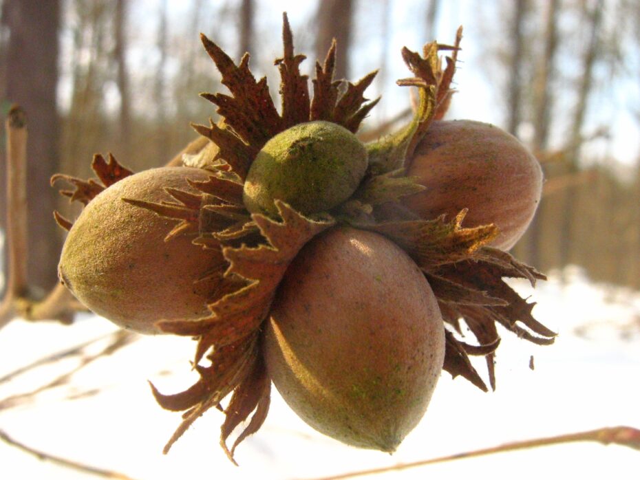 Cuánto tarda en dar fruto el avellano: todo lo que necesitas saber sobre esta planta