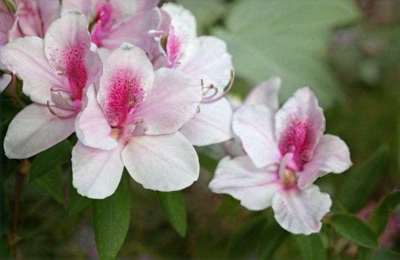 Azalea, el arbusto de flores más ornamentales