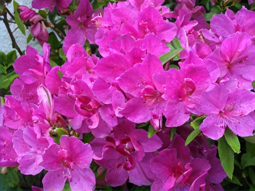 Azalea japónica (Rhododendron japonicum)
