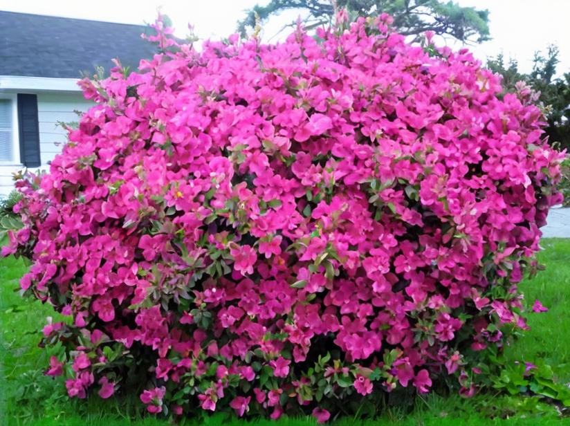 Azaleas, populares y hermosas