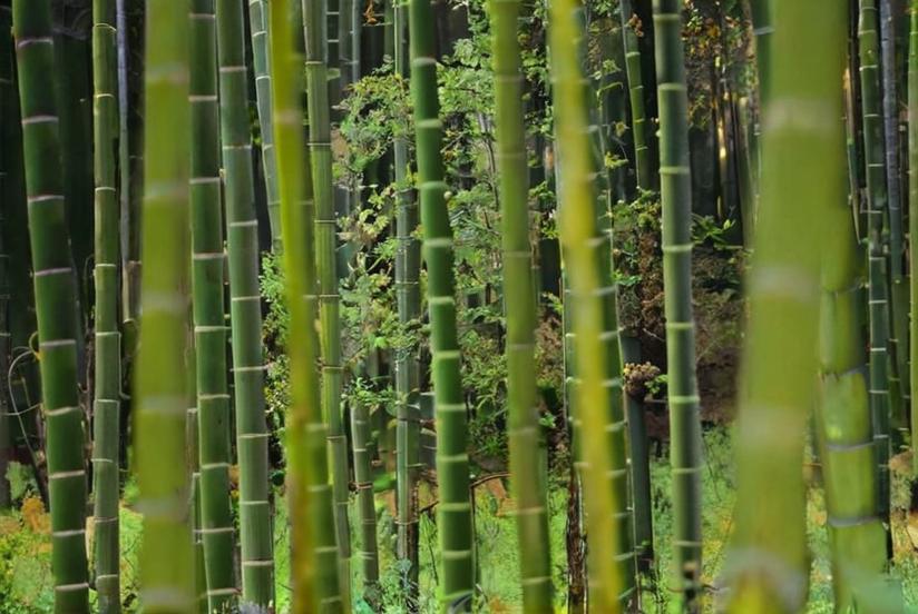 Bambú: características, variedades y más