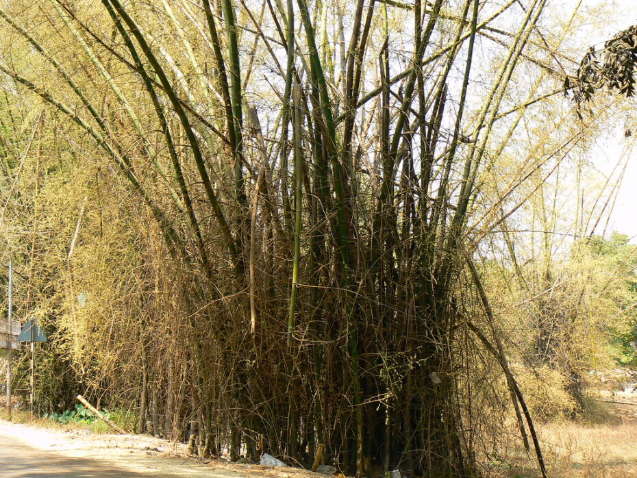 Bambú Espinoso (Bambusa arundinacea): Características, Cuidados y Usos