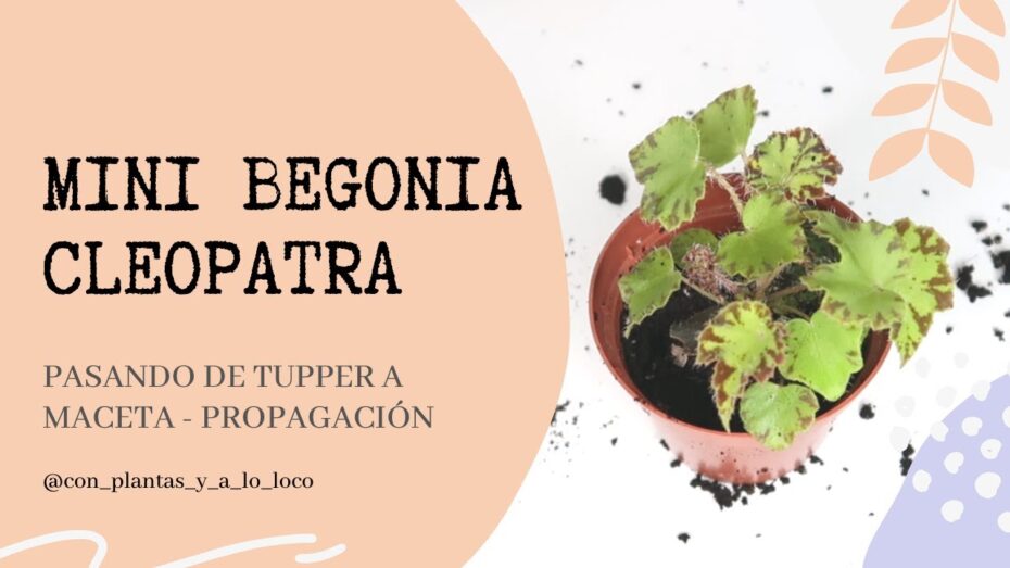 Begonia cleopatra: Descubre todo sobre esta fascinante planta y su cuidado