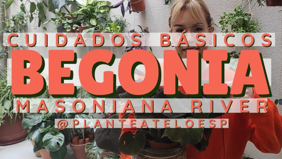 Cuidados de la Begonia masoniana: todo lo que necesitas saber