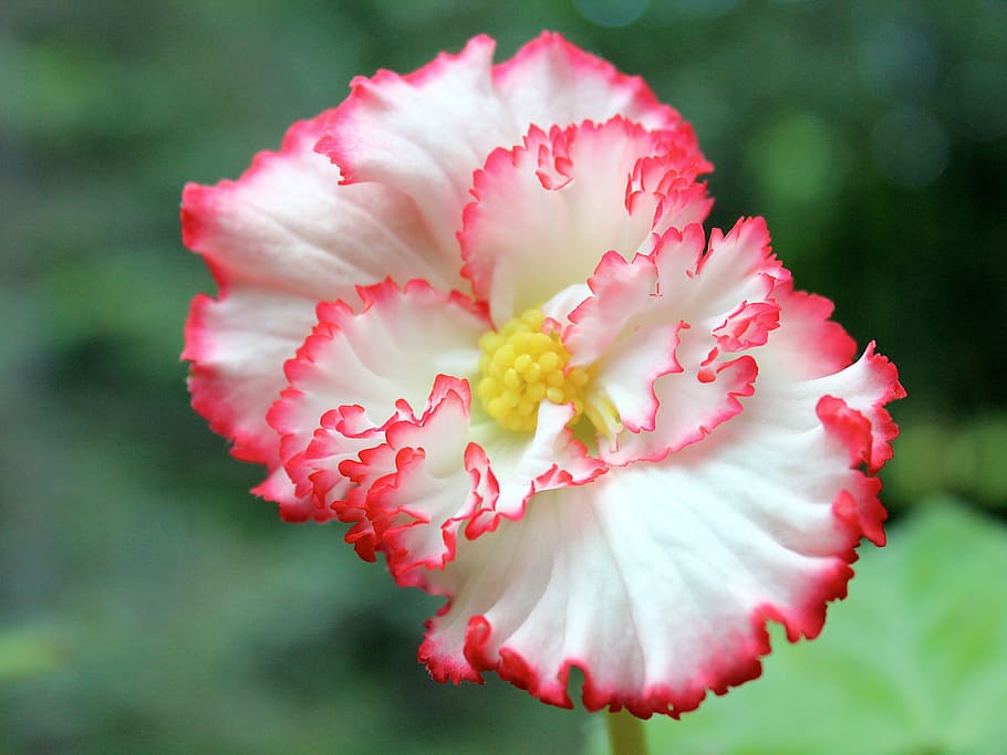Begonia tuberosa: Descubre los secretos de esta planta y su cuidado