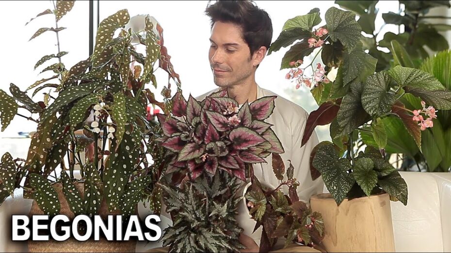 Begonias arbustivas: Todo lo que debes saber sobre estas hermosas plantas