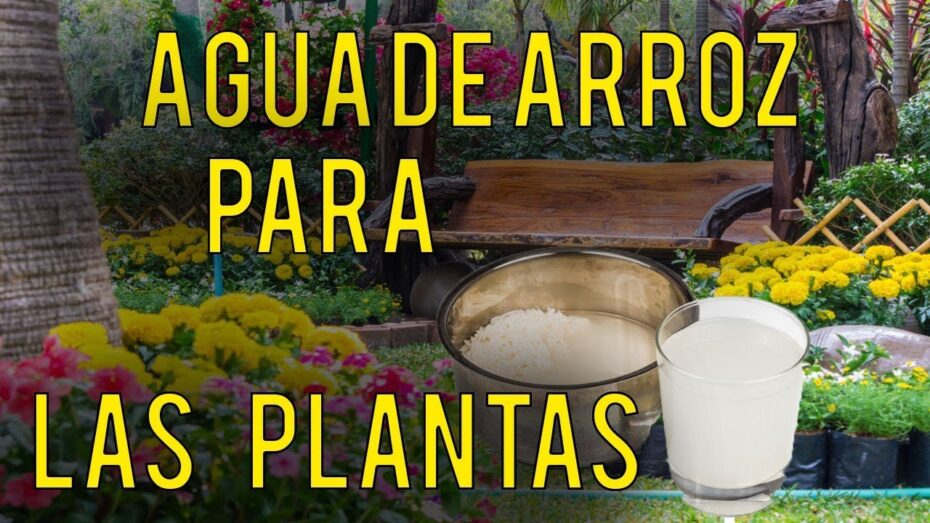 Agua de arroz para plantas: descubre los beneficios para el crecimiento y salud de tus vegetales