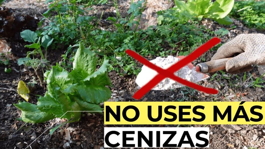 Beneficios para los rosales: Las cenizas, un aliado natural para su crecimiento