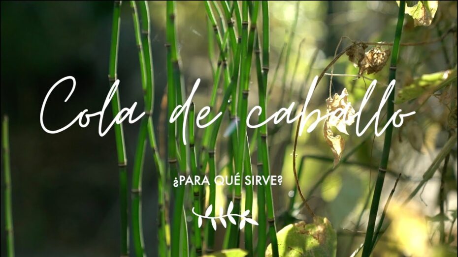 Cola de caballo: Beneficios para las plantas que debes conocer
