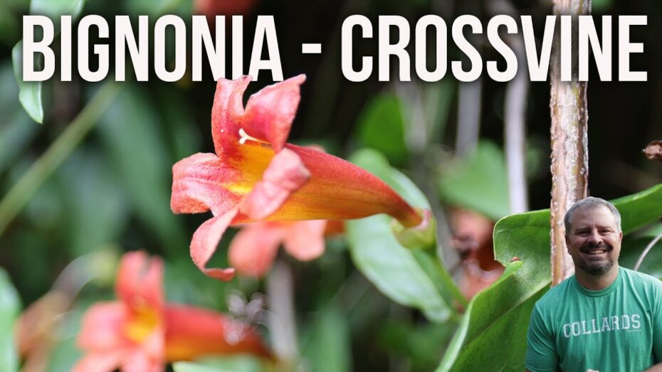 Bignonia capreolata: Descubre todo sobre esta fascinante planta y su botánica