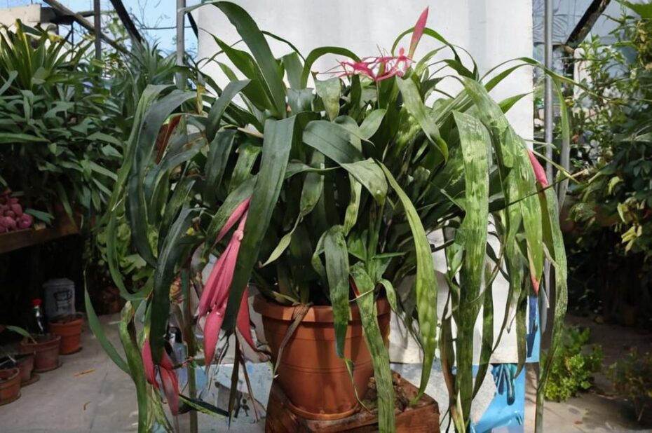 Billbergia nutans: características principales y guía de cuidados