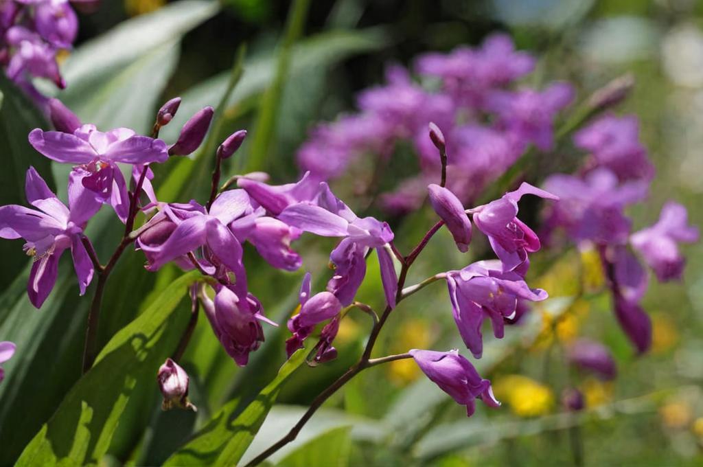 Bletilla striata: una orquídea de aspecto delicado, pero fácil de cuidar
