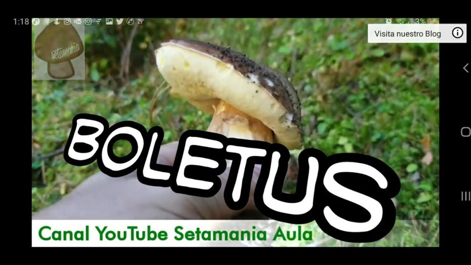 Boletus venenosos: Todo lo que necesitas saber sobre estas peligrosas setas
