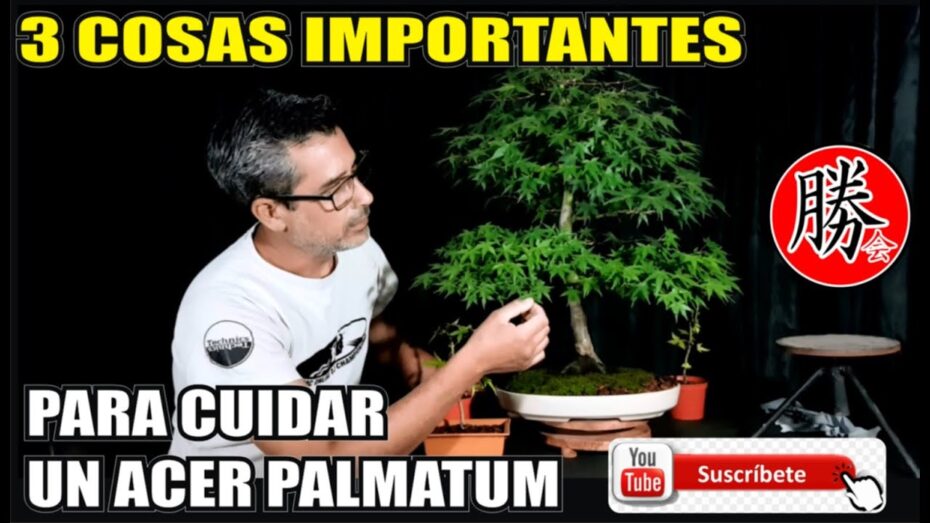 Cuidados del Bonsai de Acer palmatum ‘Atropurpureum’ para un crecimiento saludable