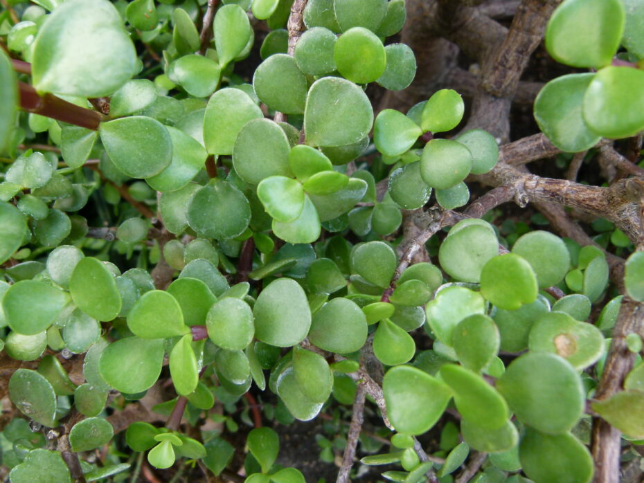 Bonsái de Portulacaria afra: Guía completa para cuidar esta planta exótica