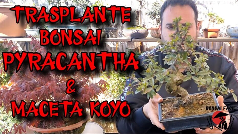 Cuidados del Bonsái Pyracantha: Guía completa de cultivo y mantenimiento