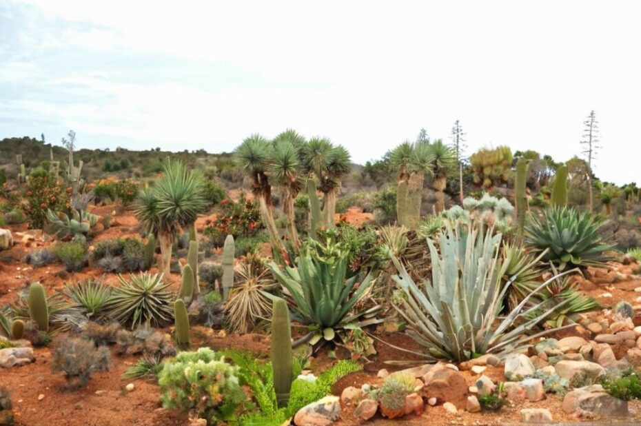 Botanicactus