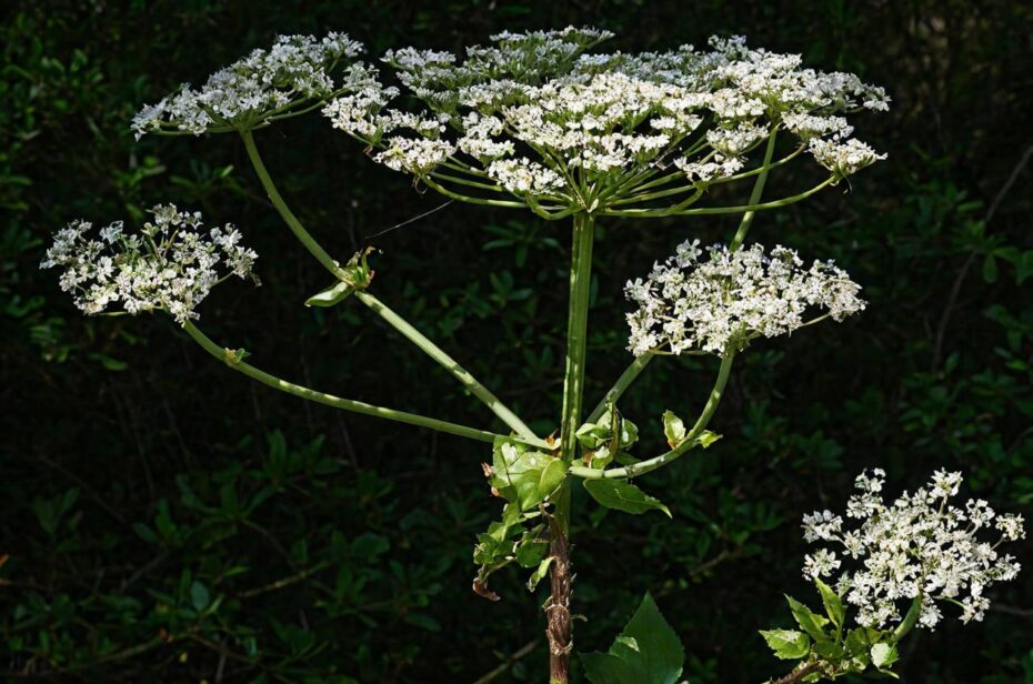 Branca ursina falsa: el increíble y tóxico perejil gigante