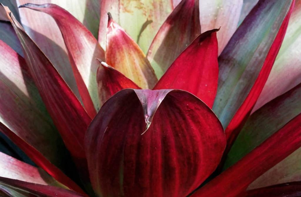 Bromelia: cuidados en interior y en el exterior