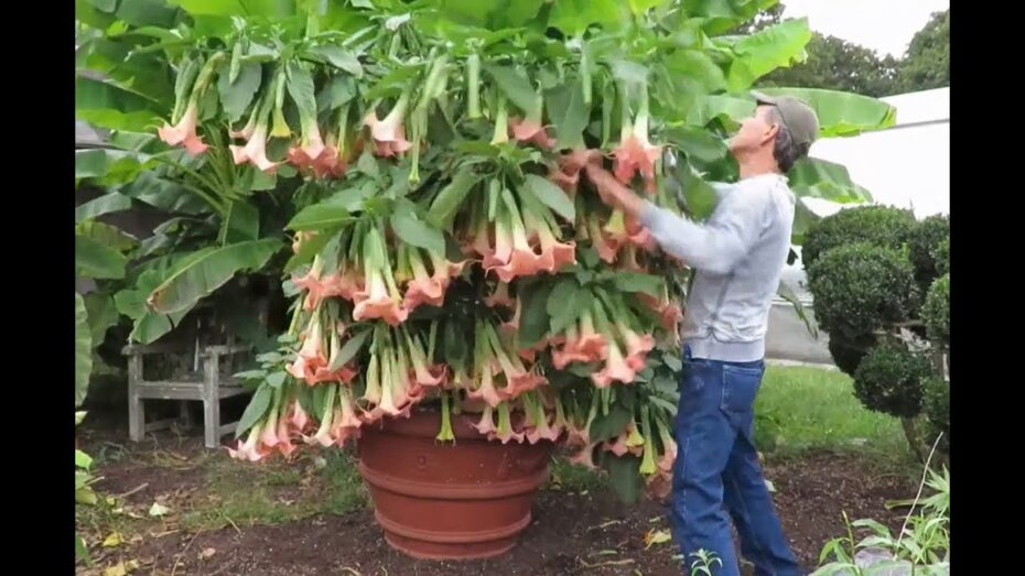Brugmansia versicolor: Descubre las maravillas de esta planta en tu jardín