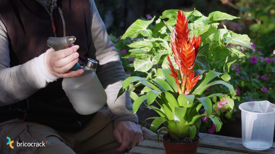 Pulverizar las plantas con agua: Beneficios y recomendaciones para un cuidado óptimo
