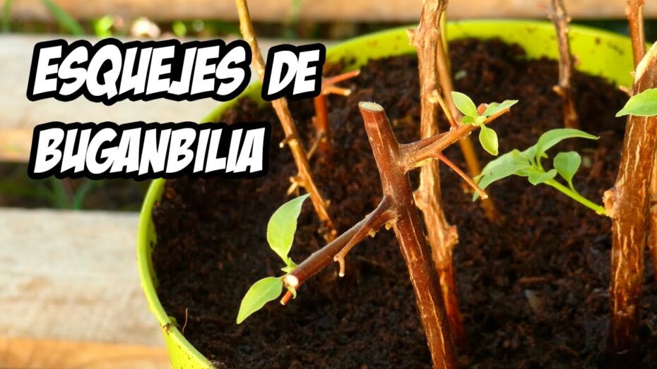 Reproducción de Buganvilla: guía completa para cultivar y propagar