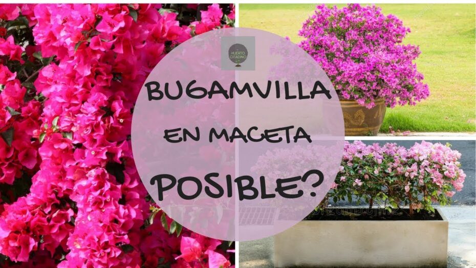 Buganvilla: Características y cuidados en sol y sombra