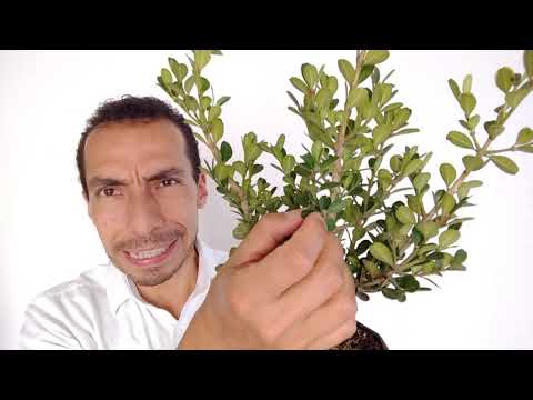 Cuidados de Buxus sempervirens: todo lo que necesitas saber
