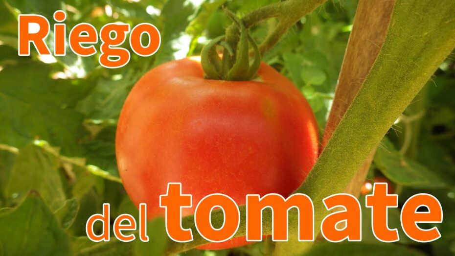 Optimización del riego para tomates en maceta: ¿Con qué frecuencia regar?