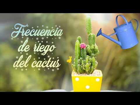 Riego de cactus: ¿Con qué frecuencia se debe regar?