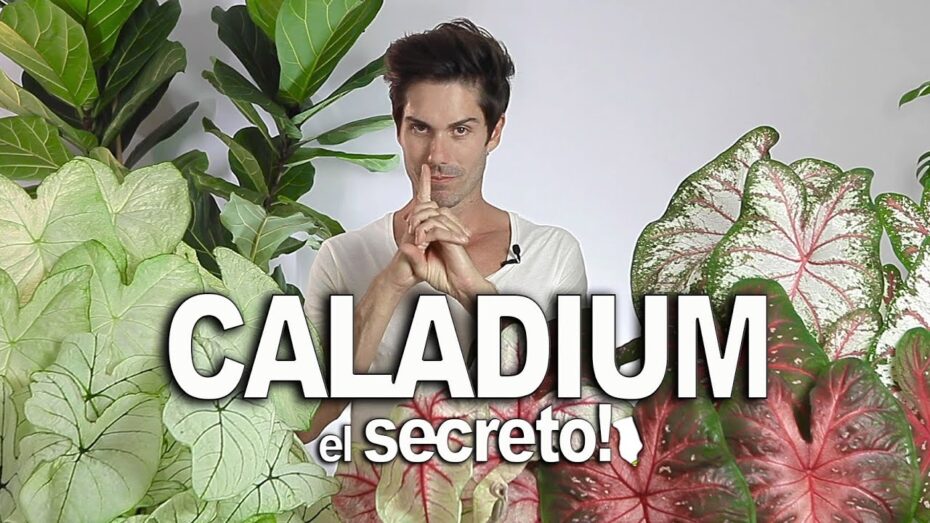 Cuidados de Caladium: todo lo que necesitas saber sobre esta planta