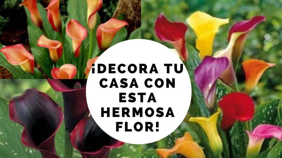 Cuidados de las calas de colores: todo lo que necesitas saber