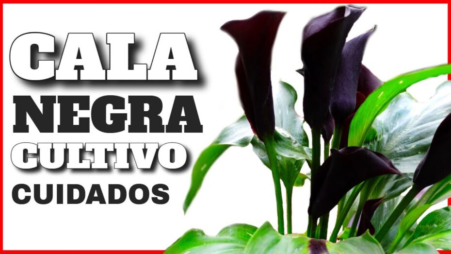 Significado de las Calas Negras: Todo lo que debes saber sobre estas hermosas plantas