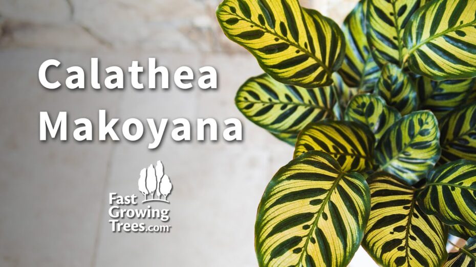 Calathea makoyana: Todo lo que necesitas saber sobre esta planta de interior